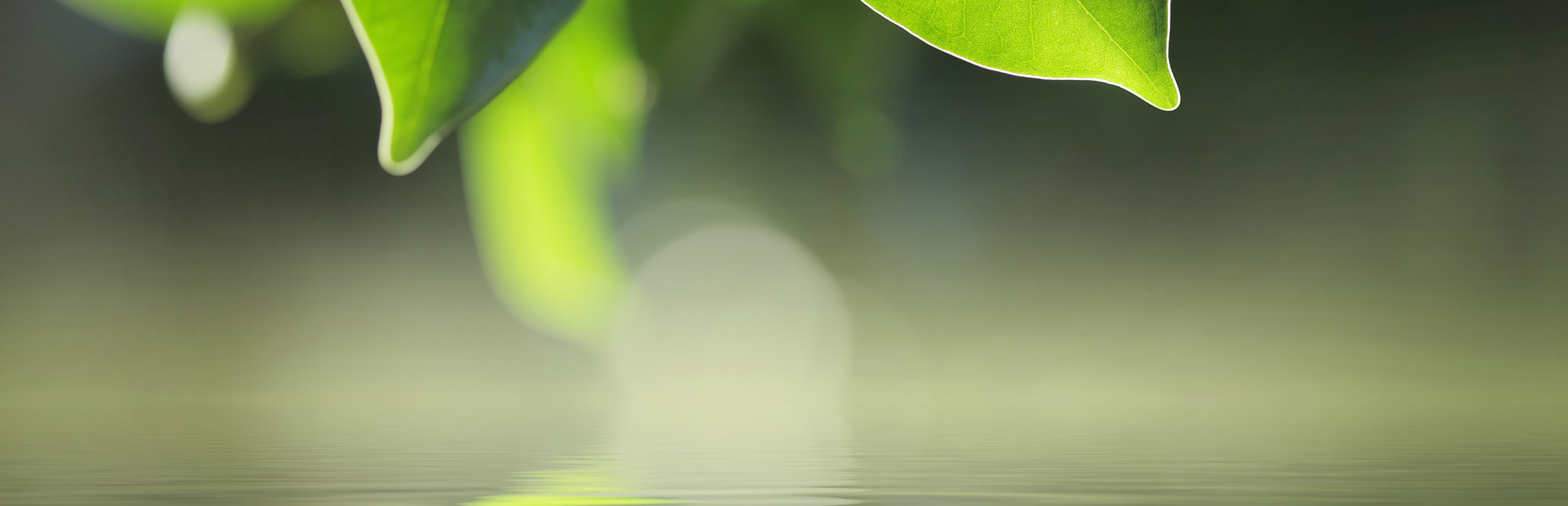 Green leaves reflecting in pond water