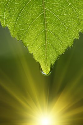 Green leaf with drop of water